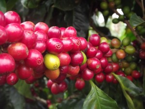 cafetier