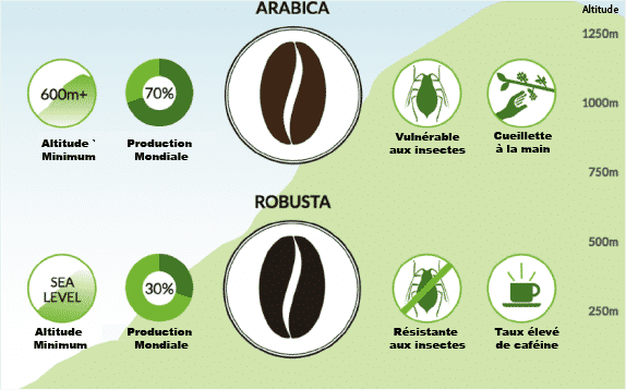 arabica vs robusta